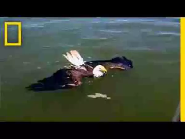 Video: Swimming Eagle Rescued From Bay | National Geographic